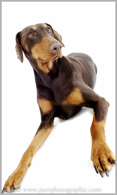 Studio Portrait of a pet dog 